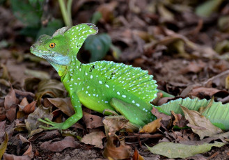 Картинка василиск животные Ящерицы игуаны вараны гребень зеленый