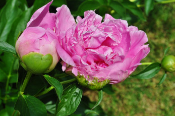 Картинка цветы пионы листья фон