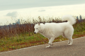 Картинка животные собаки собака хаски лайка