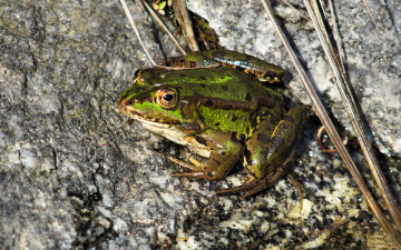 Картинка животные лягушки зеленая кожа