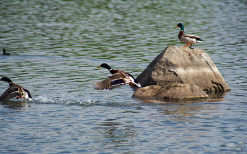 Картинка животные утки река камень птицы
