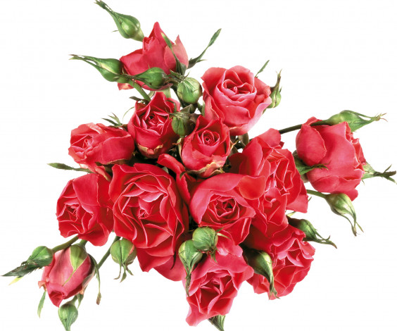 Обои картинки фото цветы, розы, бутоны