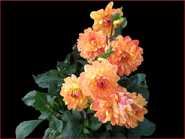 Обои картинки фото цветы, георгины, фон, листья