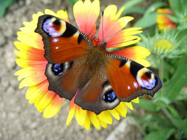 Обои картинки фото животные, бабочки, цветок, бабочка