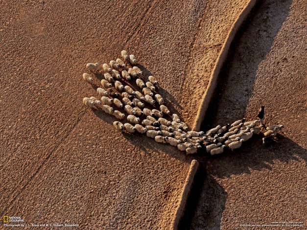 Обои картинки фото животные, овцы, бараны, отара