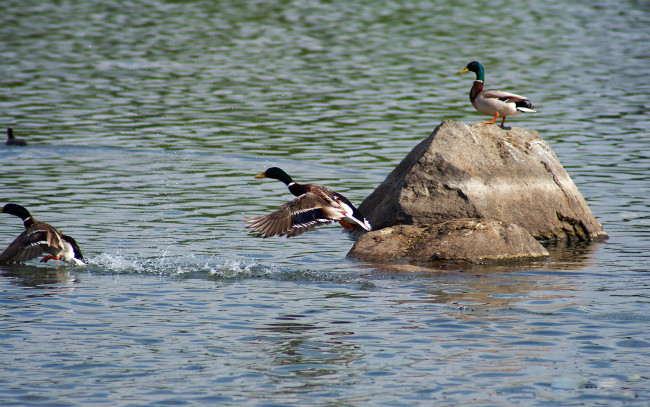 Обои картинки фото животные, утки, река, камень, птицы