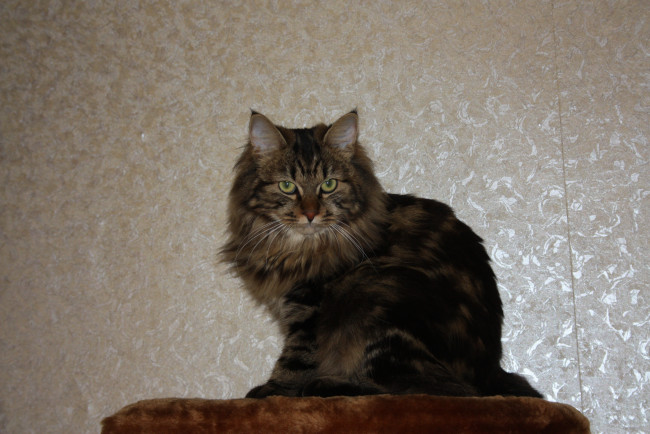 Обои картинки фото животные, коты, кошка, кот