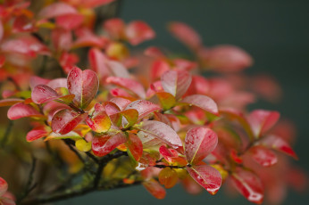 Картинка природа листья макро ветка