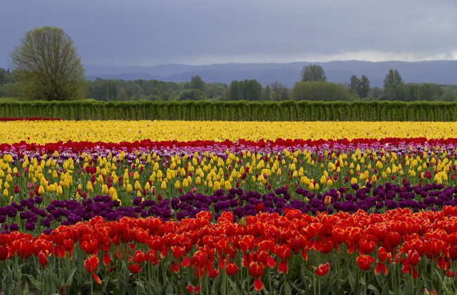 Обои картинки фото природа, поля, тюльпаны, цветы