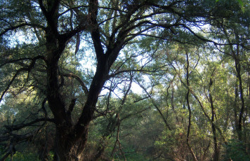 Картинка природа деревья ветви листья стволы