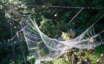 Картинка природа макро паутина утро роса капли веточки