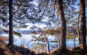 Картинка природа реки озера лес река