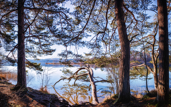 Обои картинки фото природа, реки, озера, лес, река