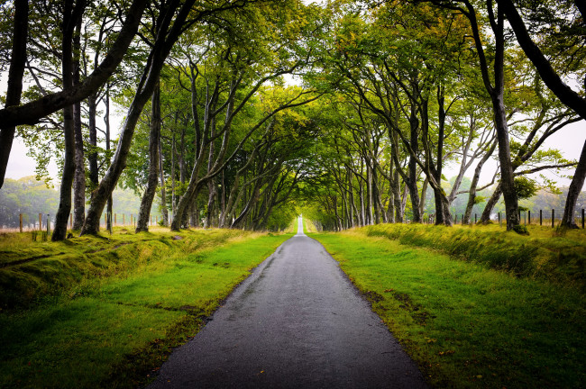 Обои картинки фото природа, дороги, дорога, обочина, трава, деревья