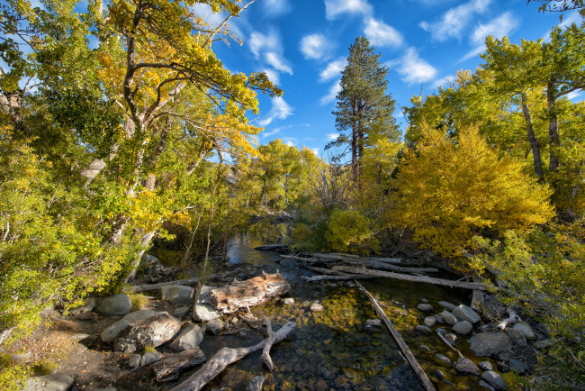 Обои картинки фото природа, лес, ручей, трава, камни