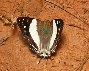 Картинка животные бабочки +мотыльки +моли itchydogimages крылья усики узор макро бабочка