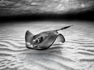 Картинка животные рыбы skat