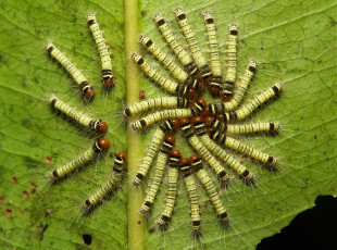 Картинка животные гусеницы макро itchydogimages лист