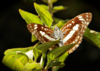 Картинка животные бабочки +мотыльки +моли itchydogimages макро бабочка крылья усики узор