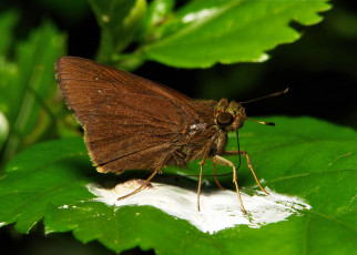 Картинка животные бабочки +мотыльки +моли узор усики крылья бабочка макро itchydogimages