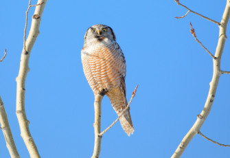 Картинка животные совы сова небо дерево ветки