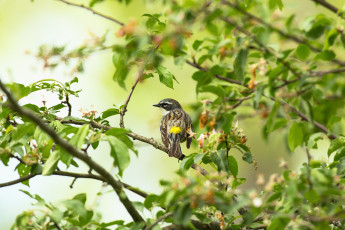 Картинка животные птицы птица ветки листья