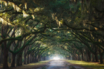 Картинка природа дороги утро испанский мох деревья штат джорджия сша свет