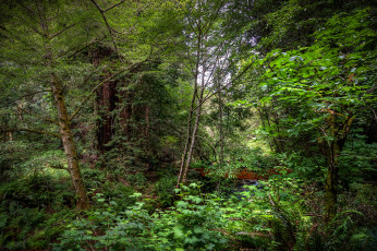 Картинка природа лес заросли