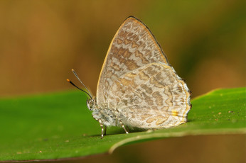 Картинка животные бабочки +мотыльки +моли itchydogimages макро бабочка крылья