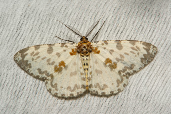 Картинка животные бабочки +мотыльки +моли itchydogimages вязанное полотно макро моль крылья усики узор