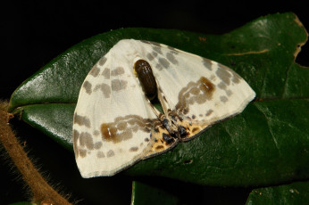 Картинка животные бабочки +мотыльки +моли моль макро бабочка itchydogimages