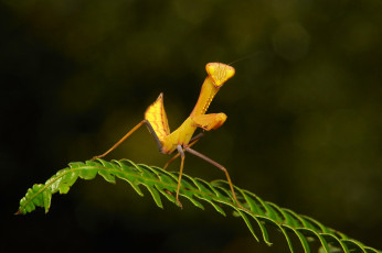 Картинка животные богомолы макро травинка богомол насекомое фон
