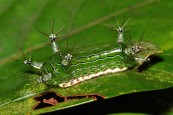 Картинка животные гусеницы itchydogimages макро лист гусеница