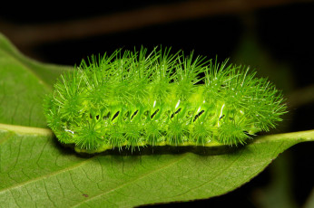 Картинка животные гусеницы itchydogimages макро гусеница лист