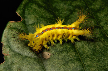 Картинка животные гусеницы лист гусеница макро itchydogimages