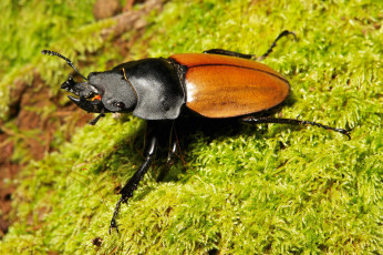 Картинка животные насекомые itchydogimages макро жук