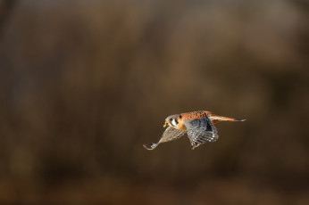Картинка животные птицы+-+хищники птица полёт летит
