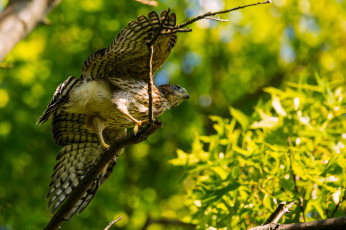 Картинка животные птицы+-+хищники птица сокол крылья ветки листья зелень