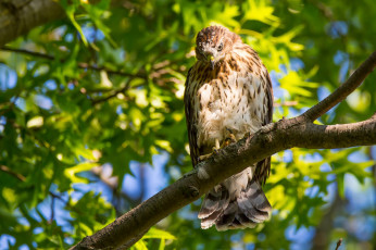 Картинка животные птицы+-+хищники птица сокол крылья ветки листья зелень