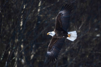 Картинка животные птицы+-+хищники птица ветки орёл полёт