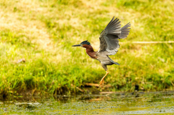 Картинка животные птицы птица хохолок крылья зелень трава