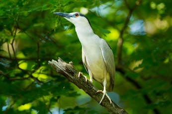 Картинка животные птицы птица ветки листья