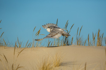 Картинка животные совы песок трава сова птица летит