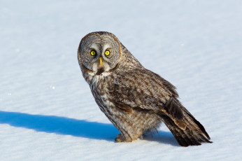 Картинка животные совы сова природа птица взгляд