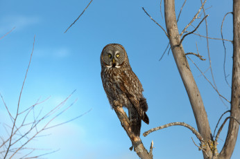 Картинка животные совы сова птица дерево ветки