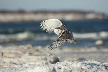 Картинка животные совы сова птица крылья полёт