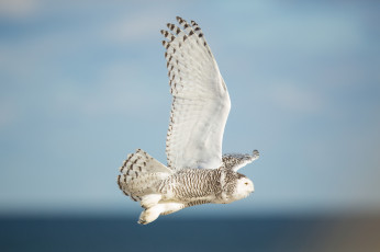 Картинка животные совы сова птица летит