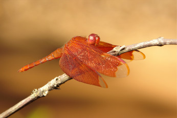 Картинка животные стрекозы itchydogimages травинка стрекоза макро