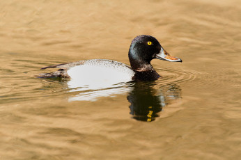 Картинка животные утки птица утка вода плавает