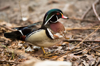 Картинка животные утки утка мандаринка взгляд осень листья
